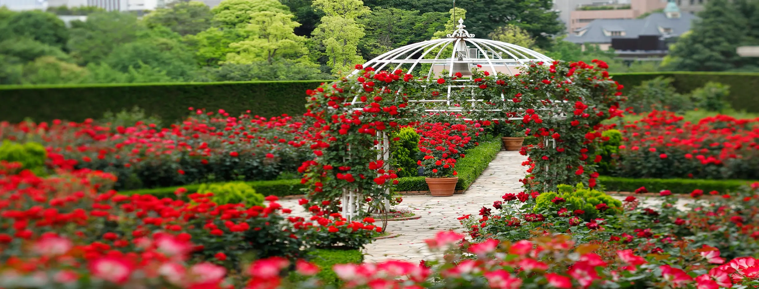 Image for Rose Garden
